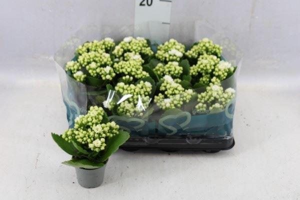 <h4>Kalanchoe blos.   ..rosebud</h4>