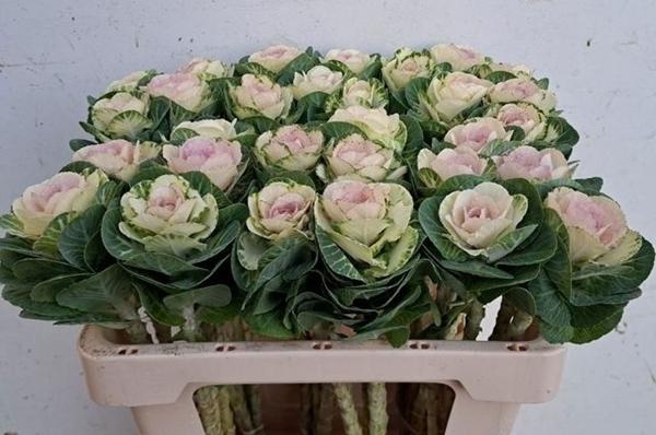 <h4>BRASS WHITE CRANE</h4>