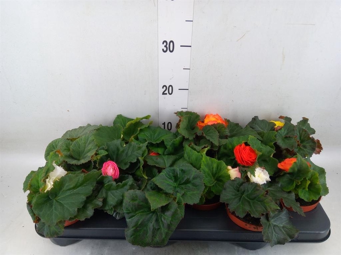 <h4>Begonia tuber. ...</h4>