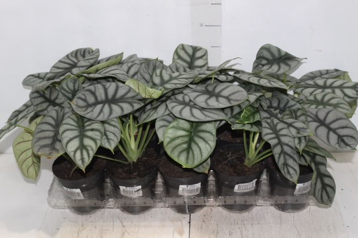 <h4>ALOCASIA SILVER DRAGON P12</h4>