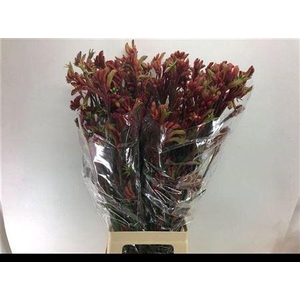 Anigoz Ramp Roy Slav