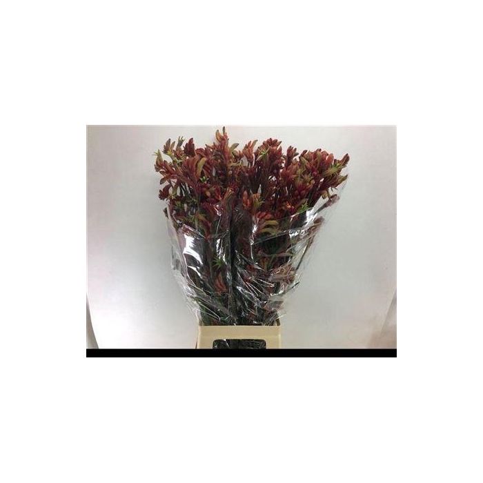 <h4>Anigoz Ramp Roy Slav</h4>