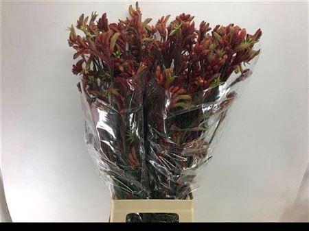 Anigoz Ramp Roy Slav