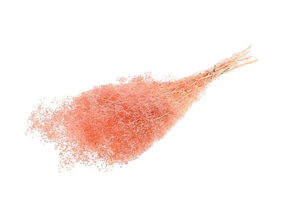 Bunch Gypsophila Pres. 100g L40/50