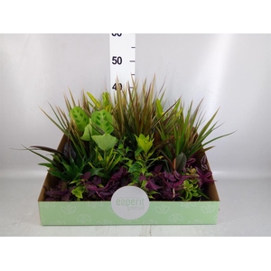 Planten  ..mix