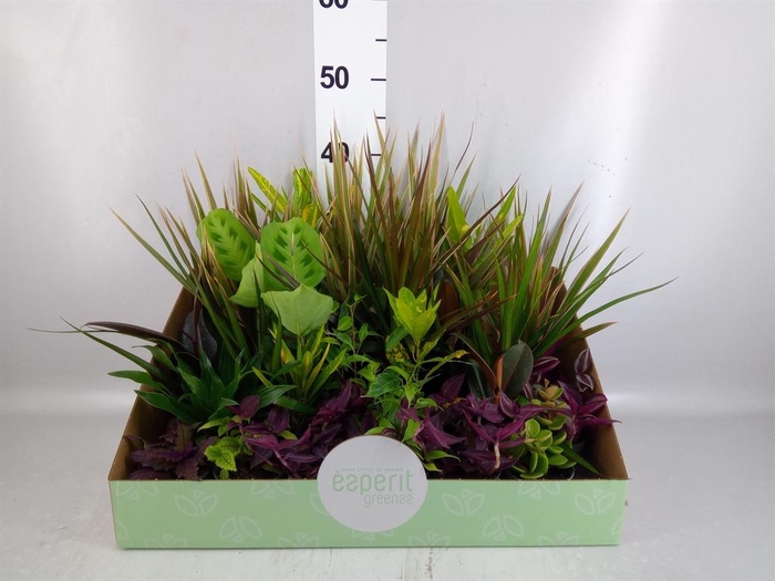 <h4>Planten  ..mix</h4>