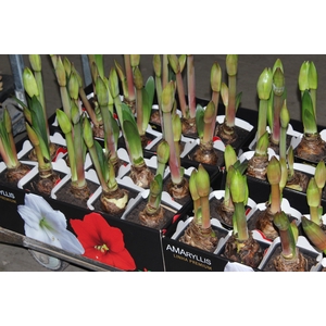 AMARYLLIS P14 VERMELHO MIN 2 HT