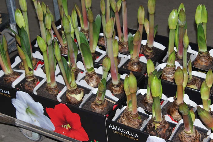 <h4>AMARYLLIS P14 VERMELHO MIN 2 HT</h4>