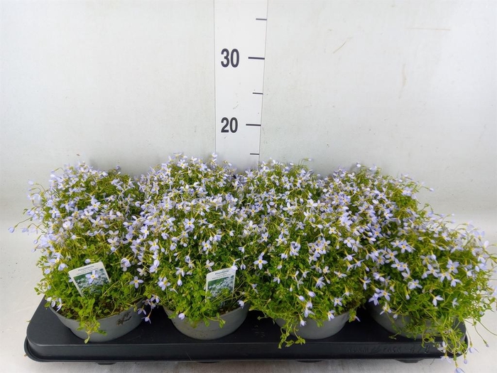 <h4>Houstonia caerulea</h4>