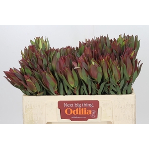 Leucadendron Highlight