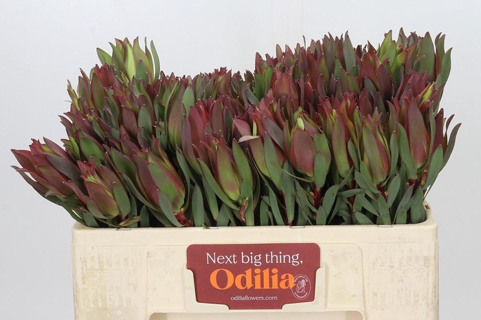 <h4>Leucadendron Highlight</h4>