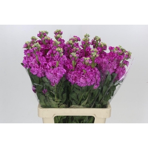 Matthiola Iron Hot Pink
