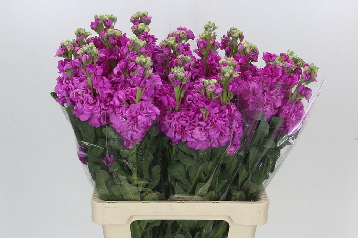 <h4>Matthiola Iron Hot Pink</h4>