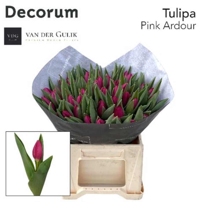 <h4>TULIPA EN 'PINK ARDOUR'</h4>