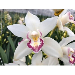Cymbidium Mini Angel Sue X15 Leekade