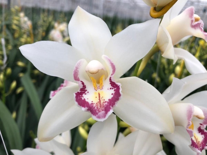 <h4>Cymbidium Mini Angel Sue X8 Leekade</h4>
