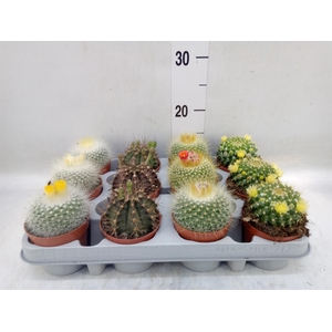 Cactus   ...flowering mix