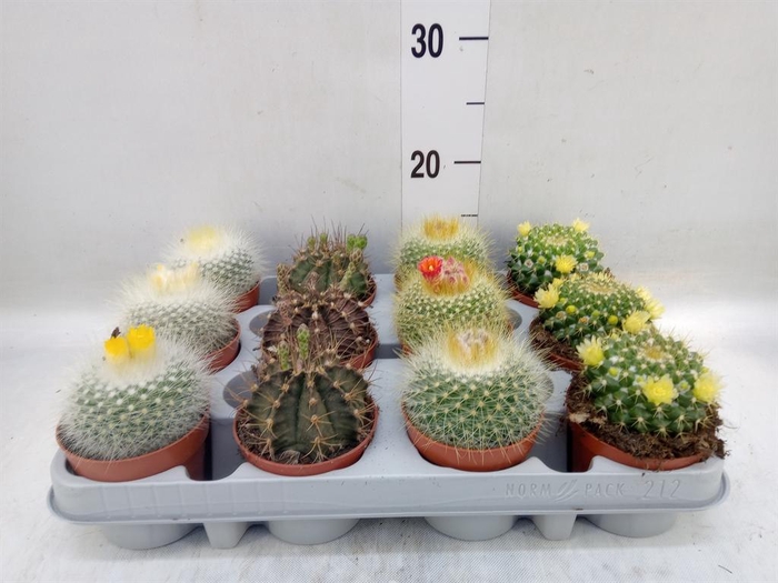 <h4>Cactus   ...flowering mix</h4>