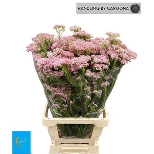 OZOTH COOKS TALL PIN