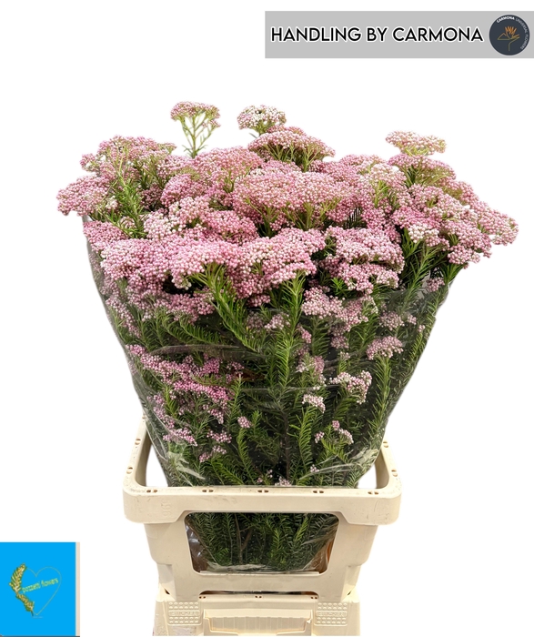 <h4>OZOTH COOKS TALL PIN</h4>