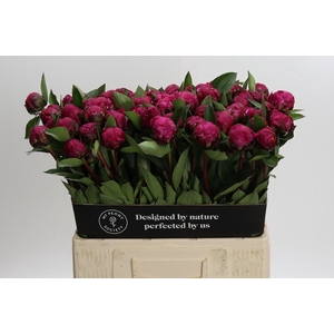 Paeonia Red Sarah