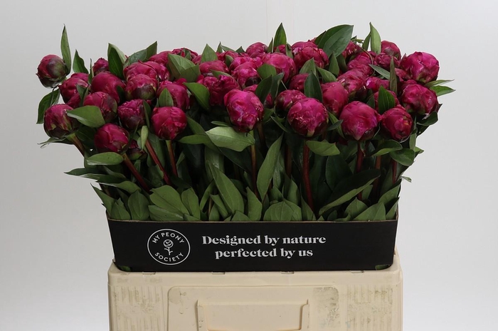 <h4>Paeonia Red Sarah</h4>