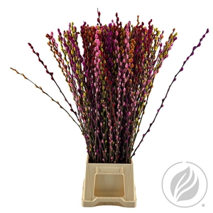 Salix Wilgenkatjes Mix In Bunch 90cm
