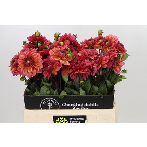 DAHLIA  'SALMON RUNNER'