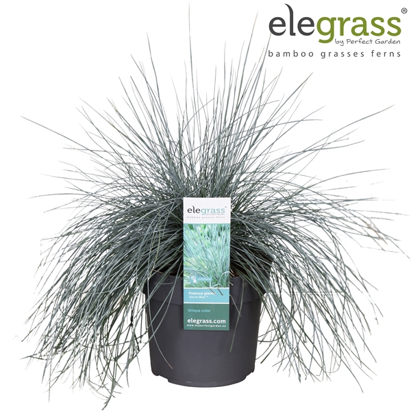 <h4>Festuca glauca 'Azura Blue'® P19</h4>