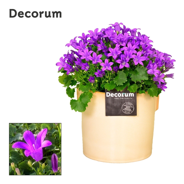 <h4>Campanula Porto LL 'Lauren' Decorum</h4>