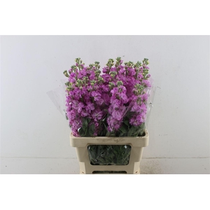 Matth Iron Pink 70cm