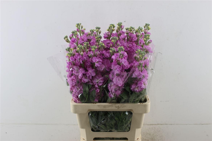 <h4>Matth Iron Pink 70cm</h4>