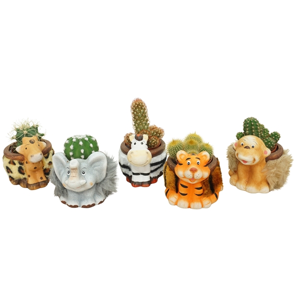 <h4>Cactus mix 5,5 cm in planter dierfiguren</h4>