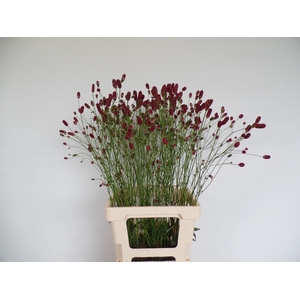 SANG OFFICINALIS