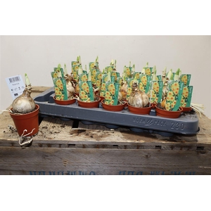 arr8 Narcis Bright Day