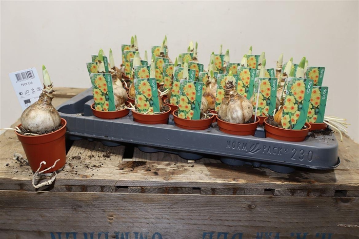 <h4>arr8 Narcis Bright Day</h4>