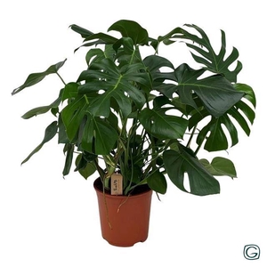 MONSTERA DELICIOSA
