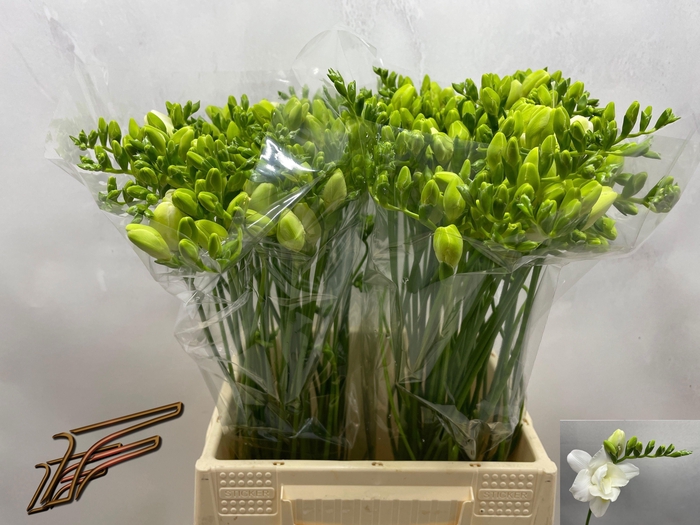 <h4>FR DU VOLANTE</h4>