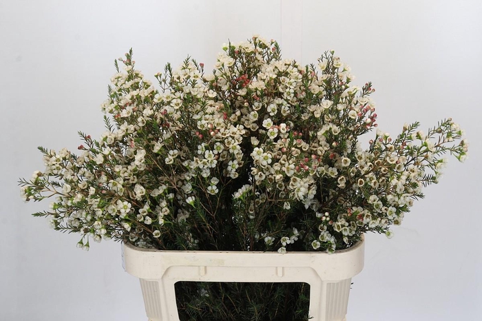 <h4>Chamelaucium Gil</h4>