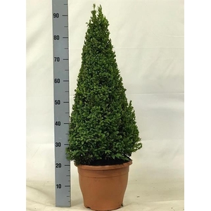 Buxu Sempervirens