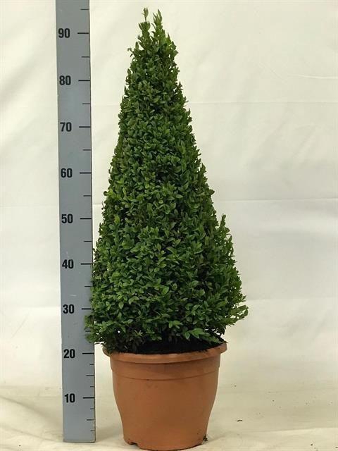 <h4>Buxu Sempervirens</h4>
