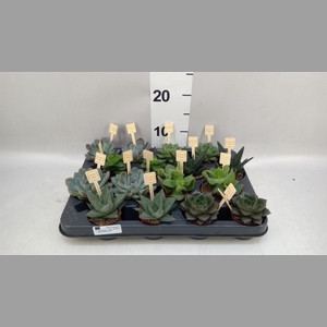 Succulents   ...mix 4