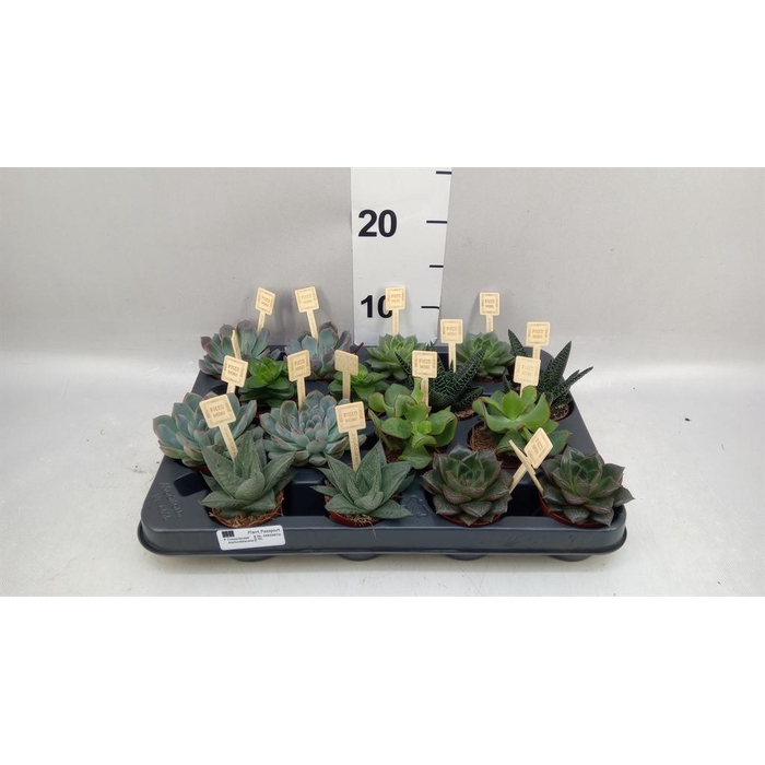 <h4>Succulents   ...mix 4</h4>