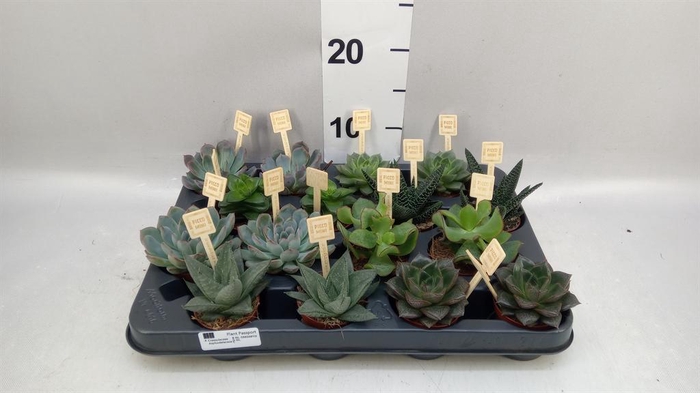 <h4>Succulents   ...mix 4</h4>