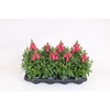 Antirrhinum majus overig
