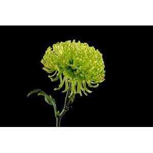 Chr G Anastasia Dark Green