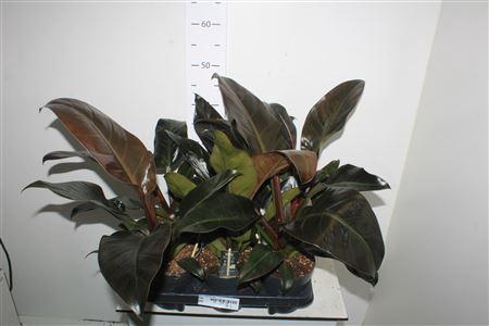 <h4>Phil Imperial Red</h4>