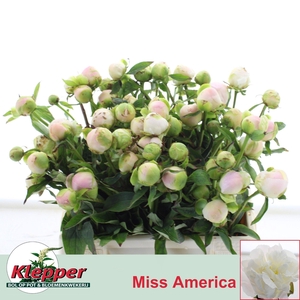 PAEO L MISS AMERICA