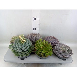 Echeveria   ...mix