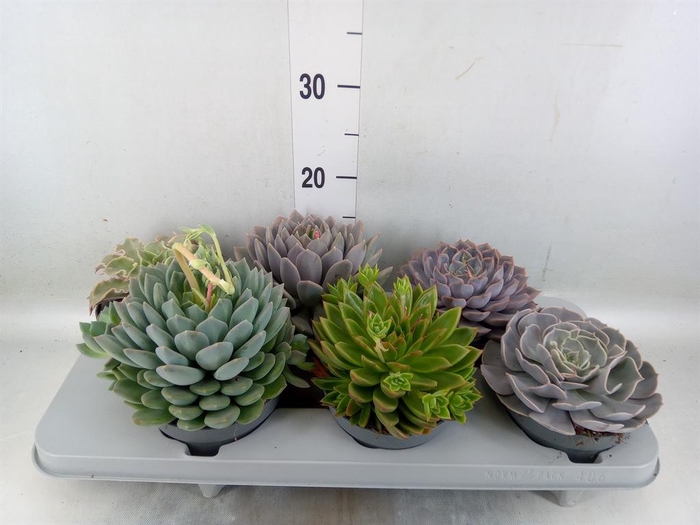 <h4>Echeveria ...mix</h4>